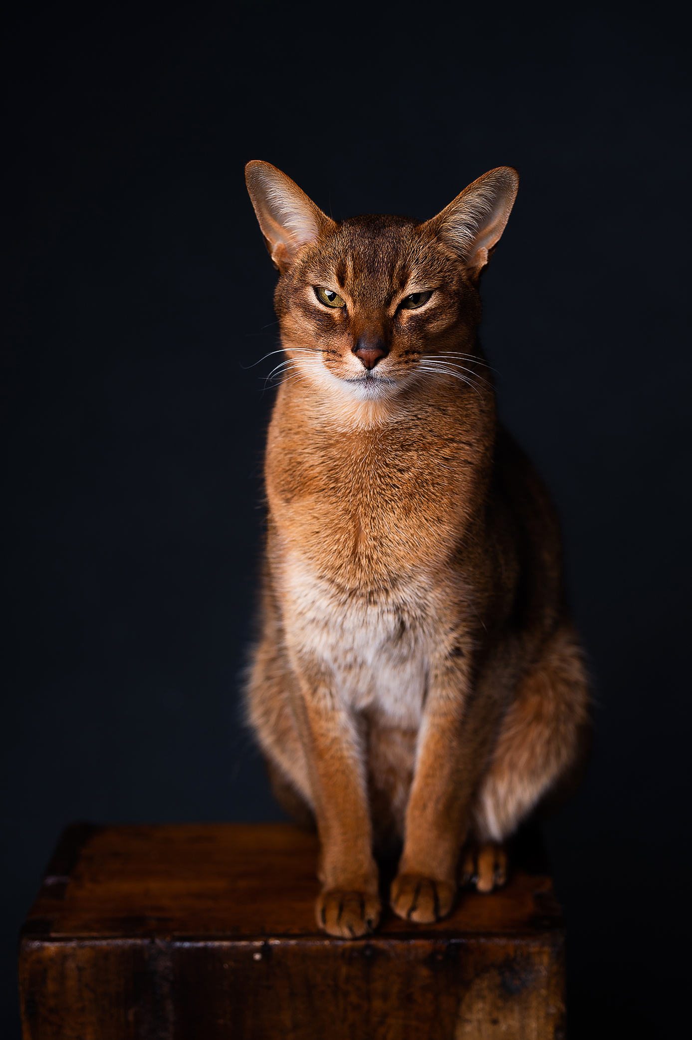 Abyssinian cat looking straight to the camera