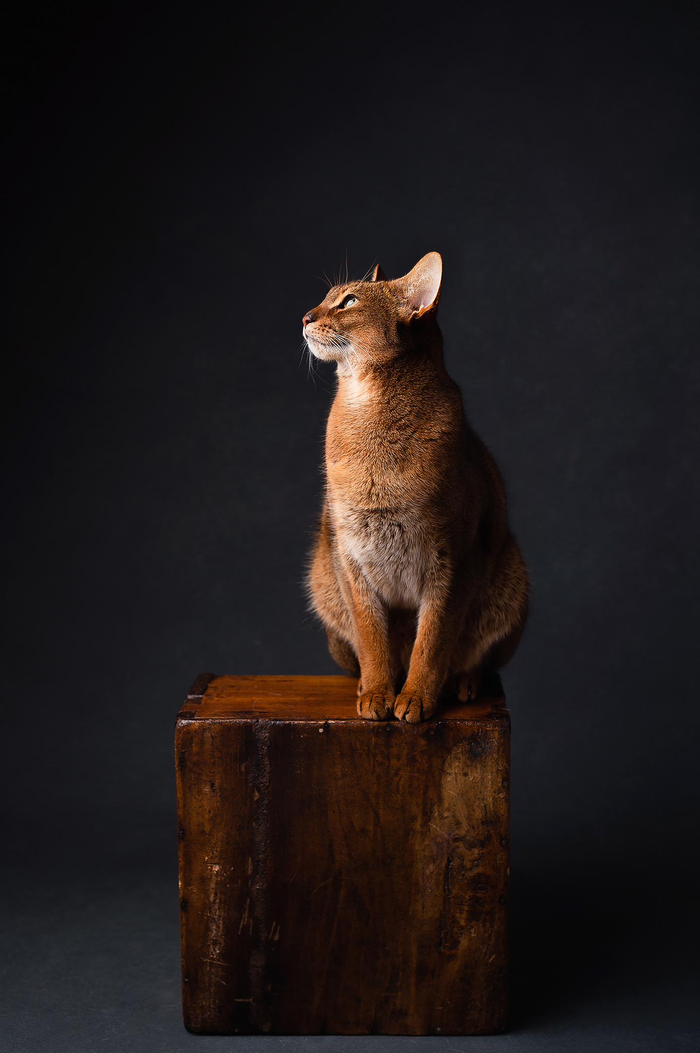 Abyssinian cat on the wooden box looking towards the light