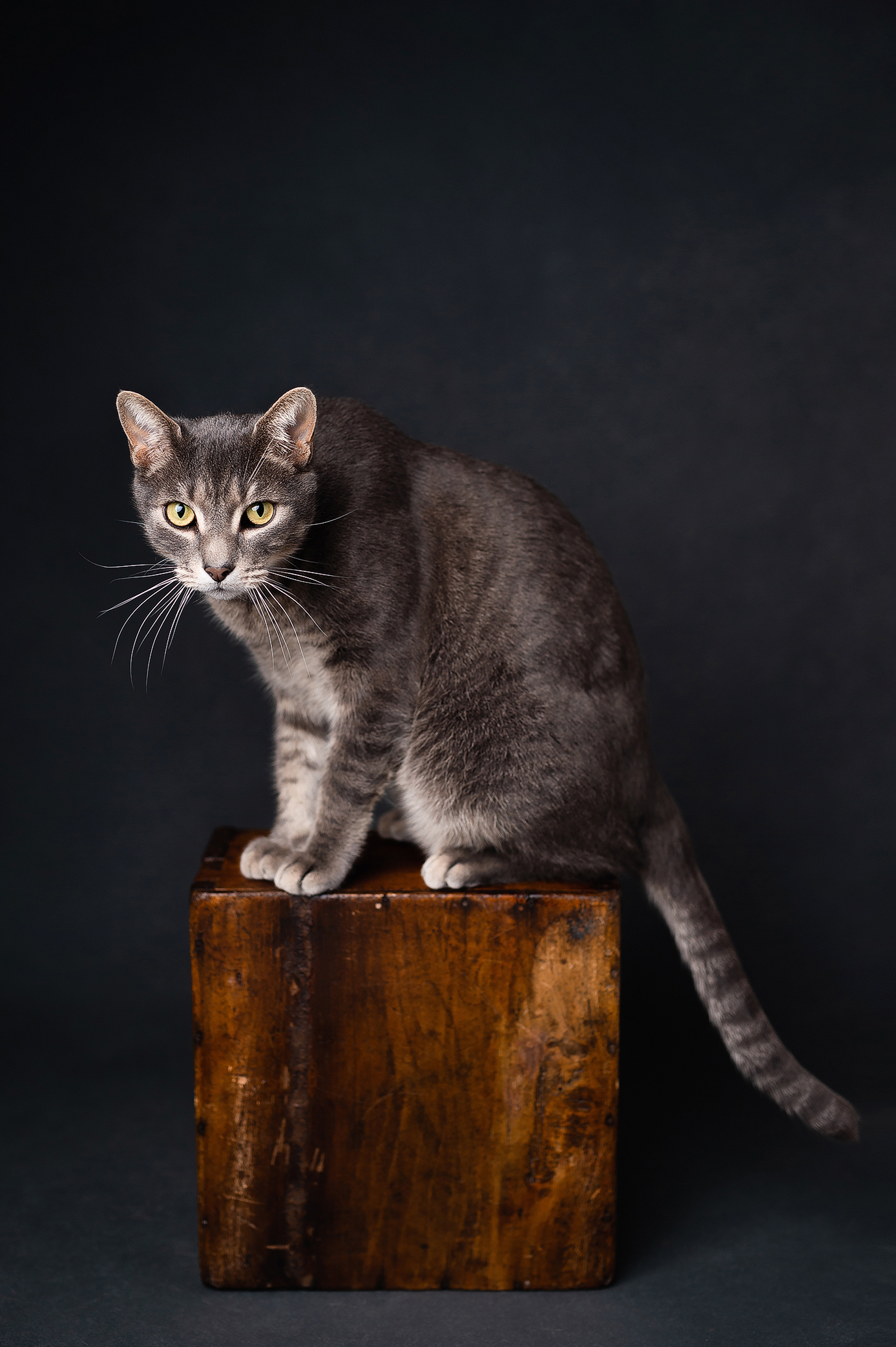 Gray male cat on top of the wooden box