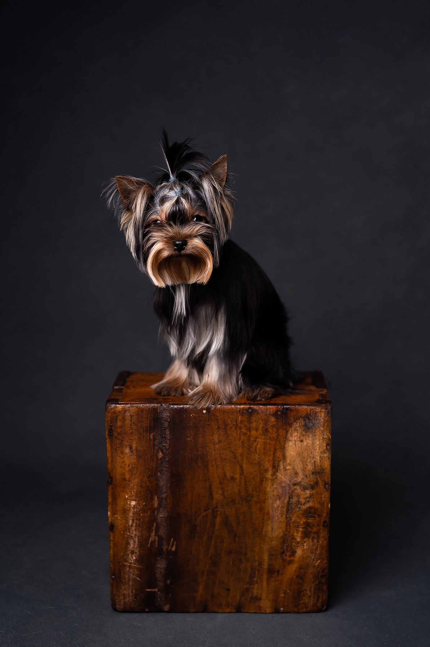 Yorkshire terrier on the wooden box